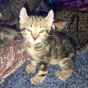 Meet your Posher, S. lynn